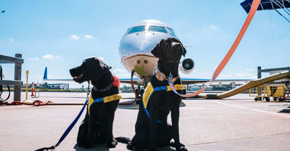 5 Common Mistakes Dog Owners Make When Traveling Without Their Dog