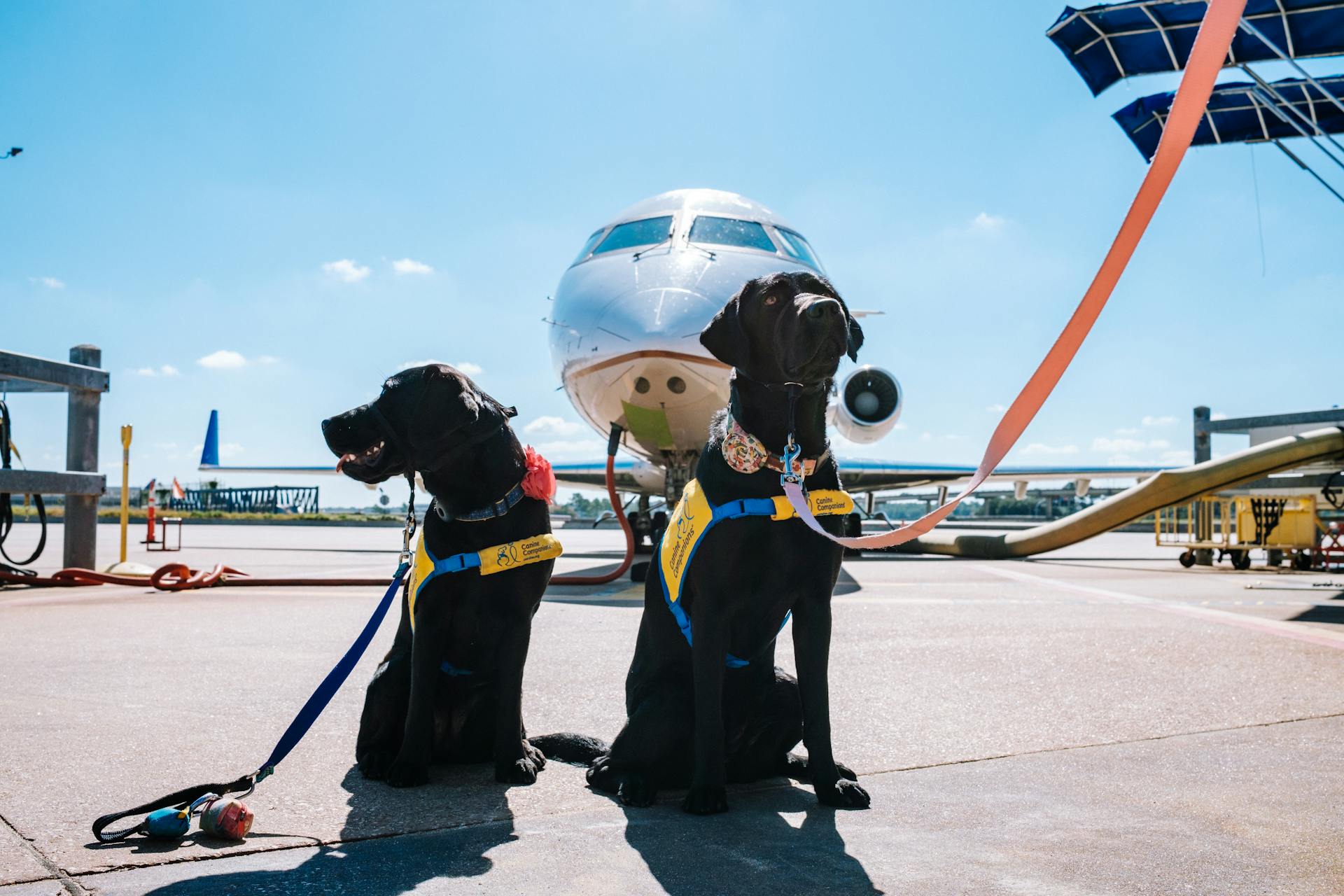 Des chiens d'assistance devant un avion dans un aéroport.