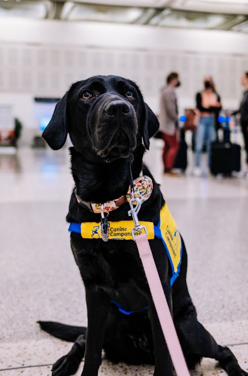 Service dog at an airport
