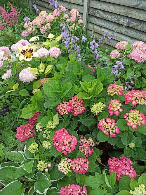 Free stock photo of home garden, hydrangeas, pink flowers