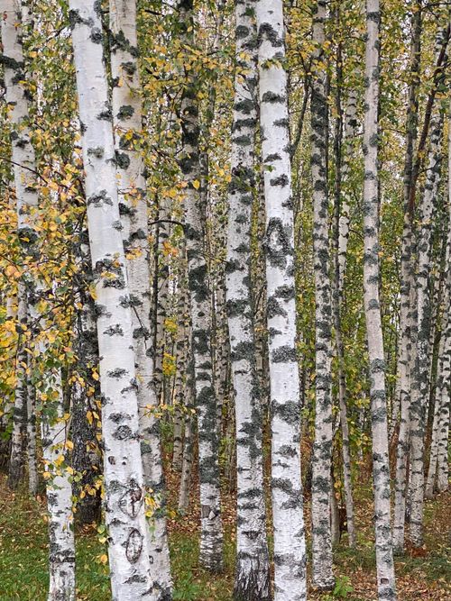 Free Beautiful vertical view of birch trees in autumn at Oinasjärvi, Finland. Stock Photo
