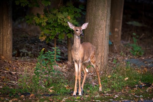 Deer Fawn in Forest