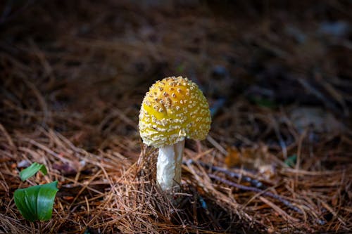 Mushroom in a Forest 