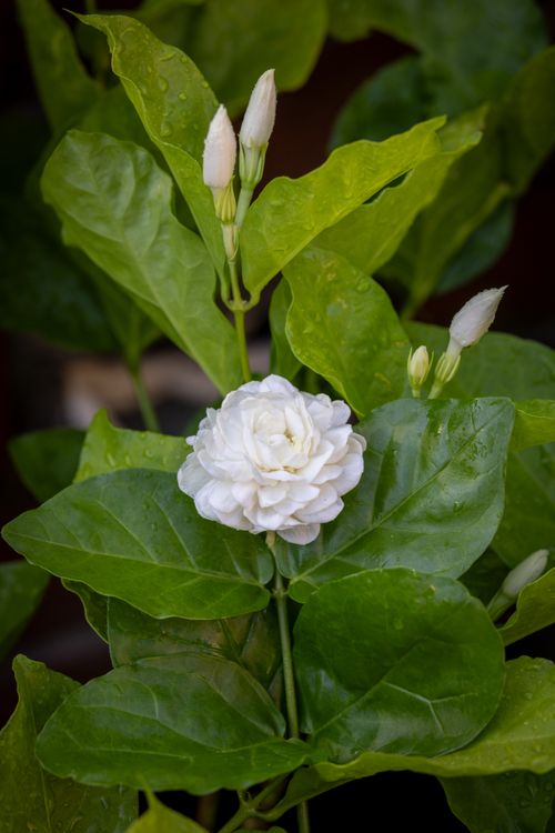 Free Detailed view of a white jasmine flower with lush green leaves, symbolizing purity and nature's beauty. Stock Photo