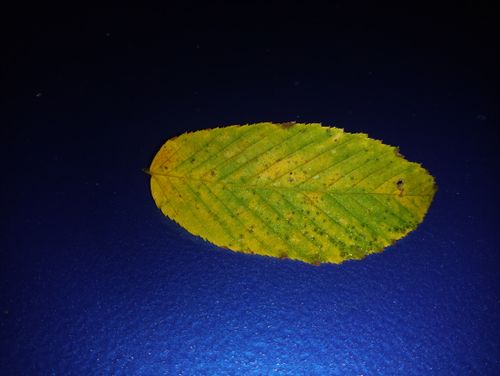 Free Leaf Stock Photo