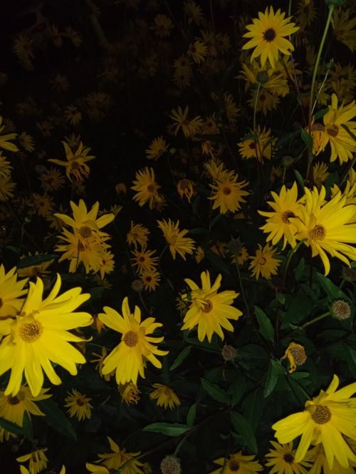 Free Night nature Stock Photo