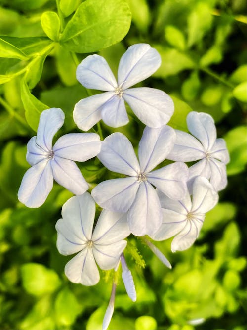 Fotobanka s bezplatnými fotkami na tému biele kvety, cape leadwort, krása