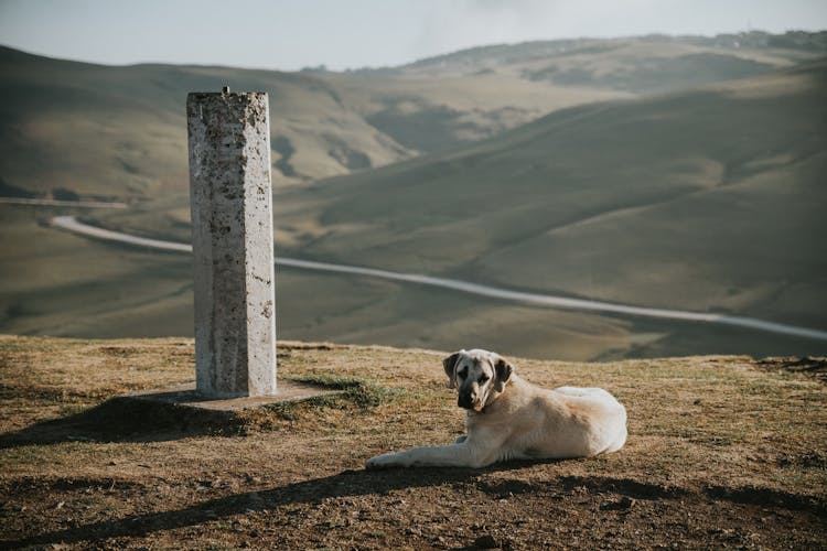 Dog Near Stone Post