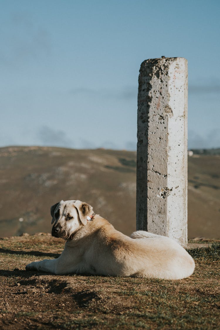 Dog Lying Down On Ground By Stone Post