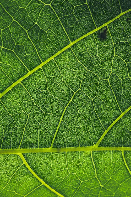 Free stock photo of green leaf, texture wallpaper