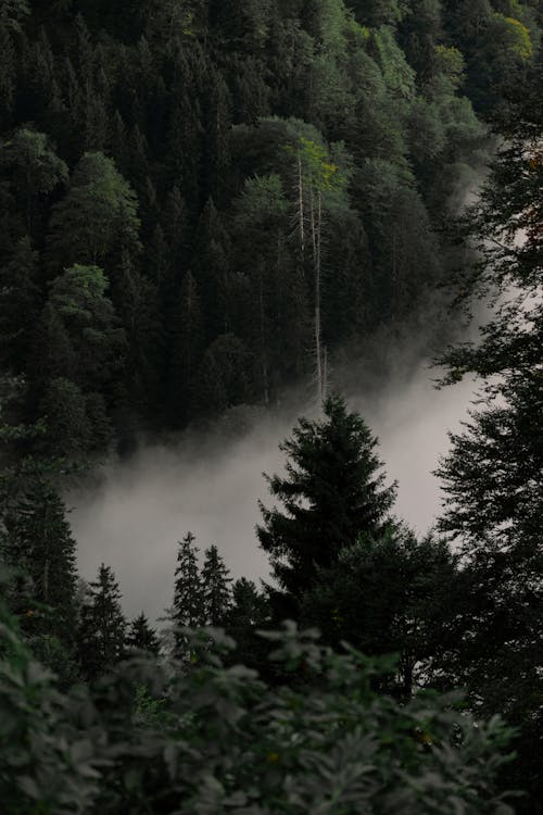 Cloud in Deep, Green Forest