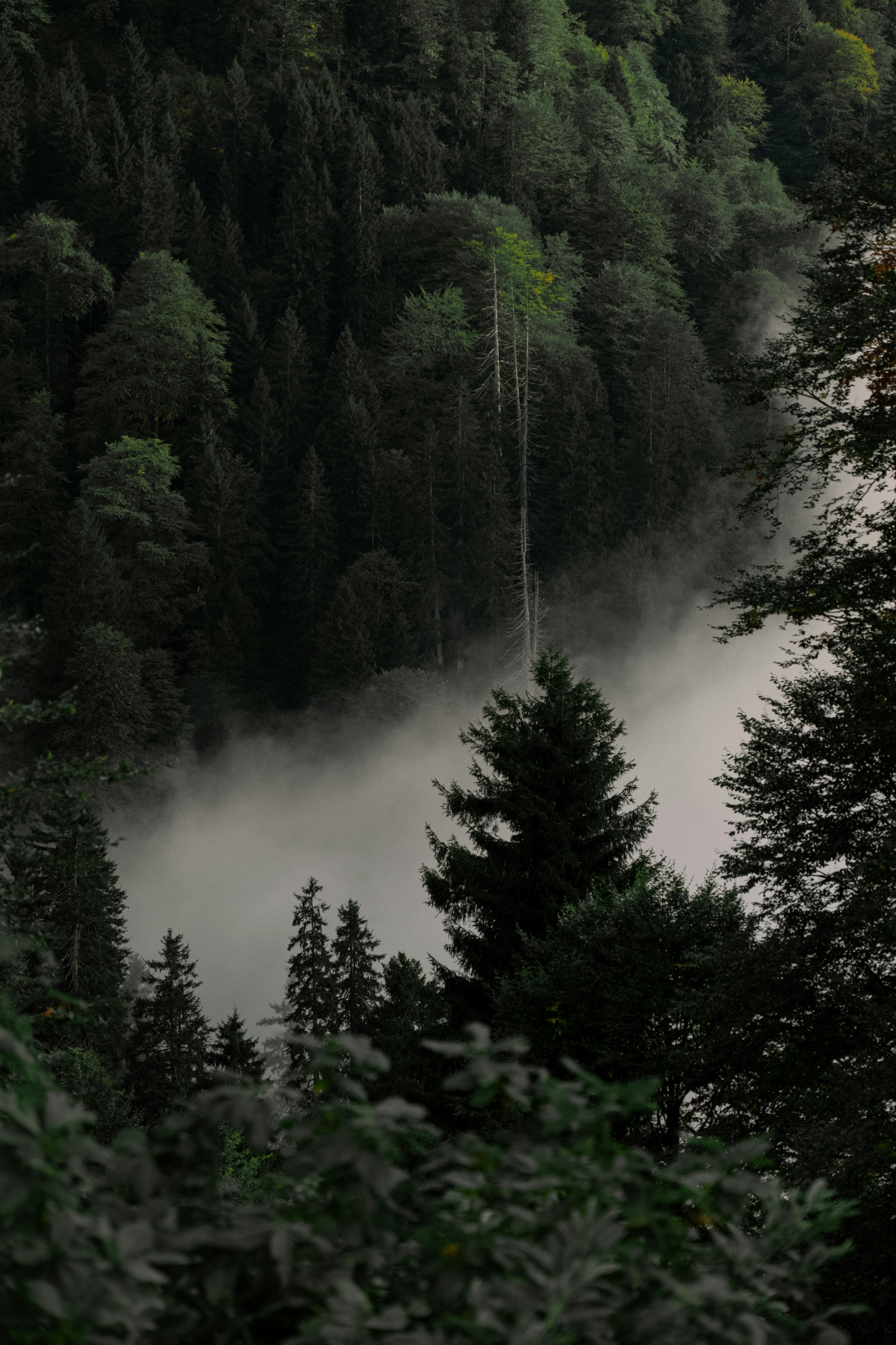 Cloud in Deep, Green Forest · Free Stock Photo