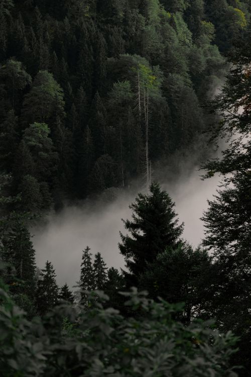 Free A serene misty forest landscape in Rize, Türkiye showcasing lush greenery and tall trees. Stock Photo