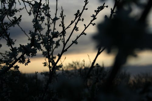 Силуэт дерева во время заката