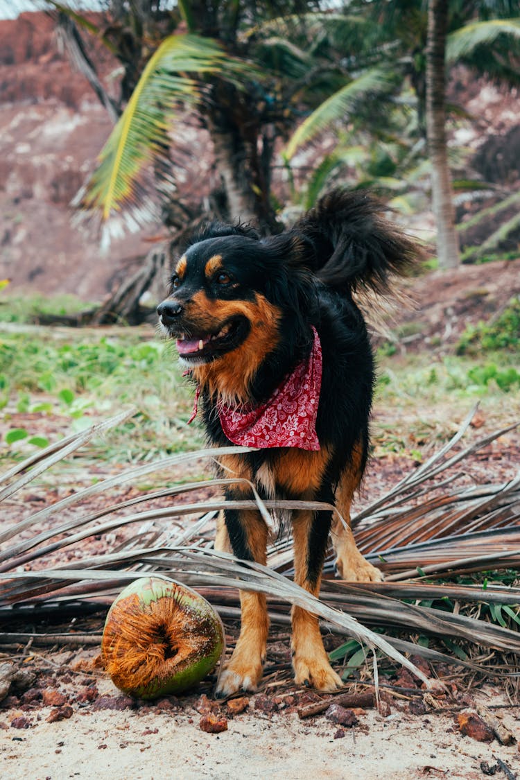 Dog With Bandana On Exotic Island