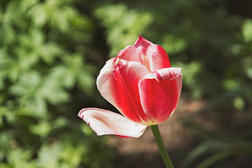 Free stock photo of high park, red flower, sunny day