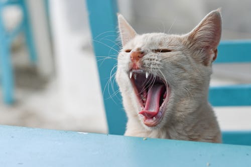 Yawning White Cat