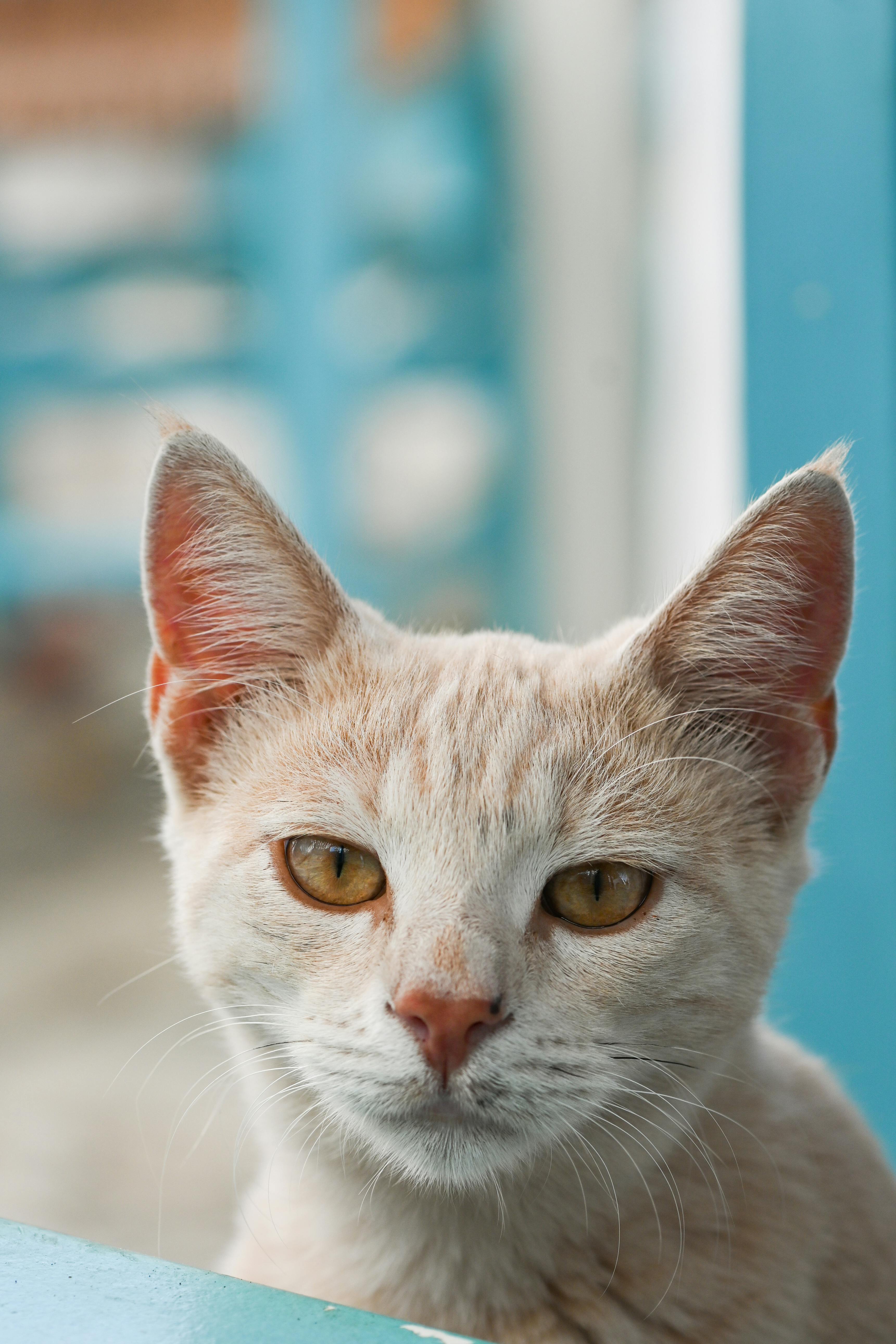 Close up of Cat Head · Free Stock Photo