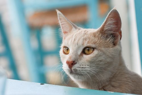 Free Charming close-up of a beige cat with amber eyes against a blurred blue background. Stock Photo