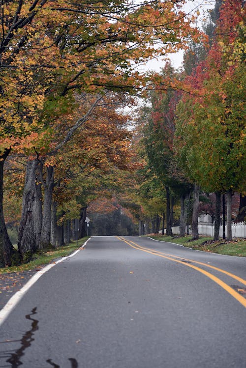 Asphalt Road between Autumnal Trees
