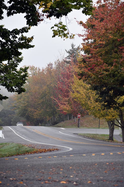 View of an Asphalt Road and Autumnal Trees