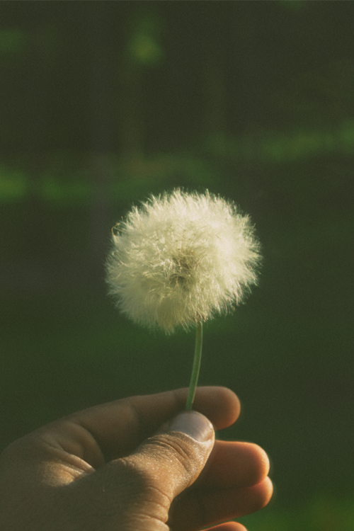 Free A detailed view of a person's hand holding a fluffy dandelion seed head against a blurred green background. Stock Photo