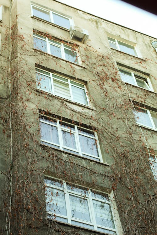 Ivy on Wall of Building with Apartments