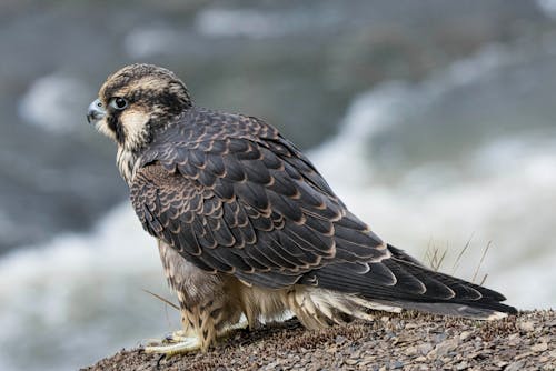 Falcon Sitting on a Stone 