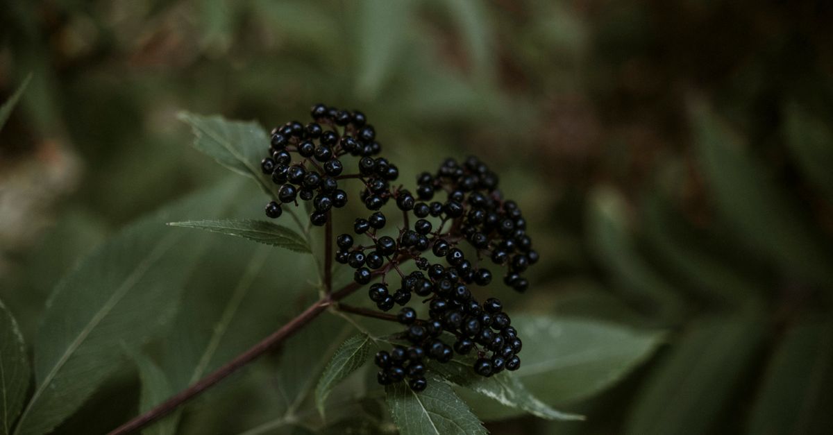 Detailed shot of black elderberries with green leaves in natural setting. - Evidence evidence guide for elderberry immune meta-analysis