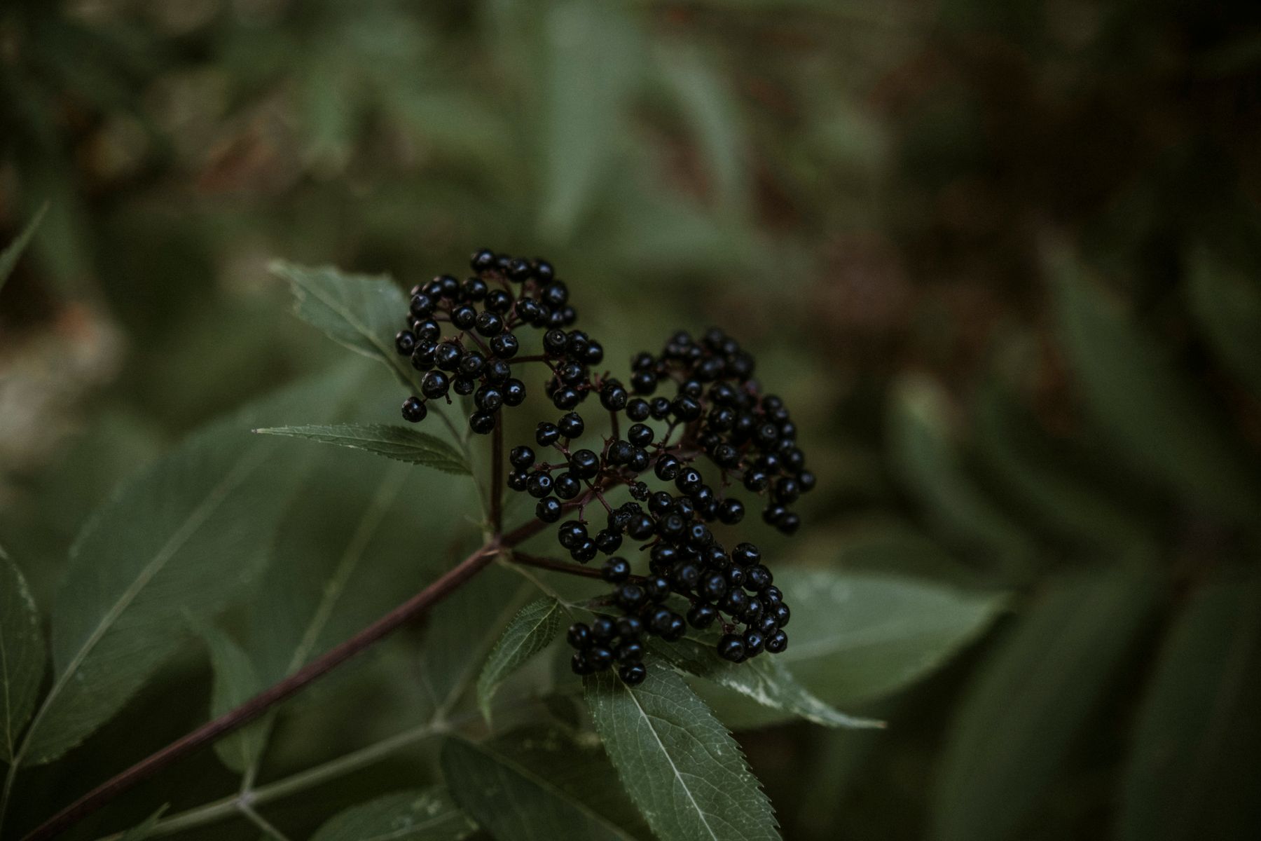 Detailed black elderberries with green leaves Detailed black elderberries with green leaves