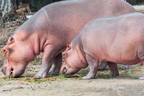 Hippopotamus with Young in the Zoo Enclosure