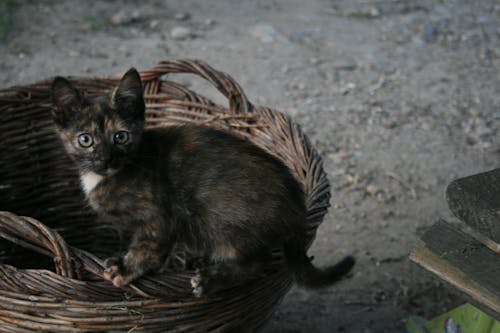 Foto profissional grátis de fotografia, gato