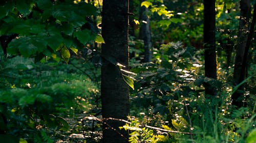 ağaçlar, ahşap, çalılar içeren Ücretsiz stok fotoğraf