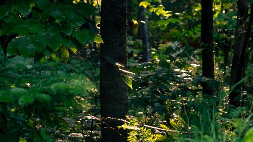 Free Sunlight filters through lush green leaves in a serene Quebec forest. Stock Photo
