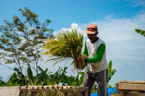 Farmer in Cap Standing and Holding Plant Leaves