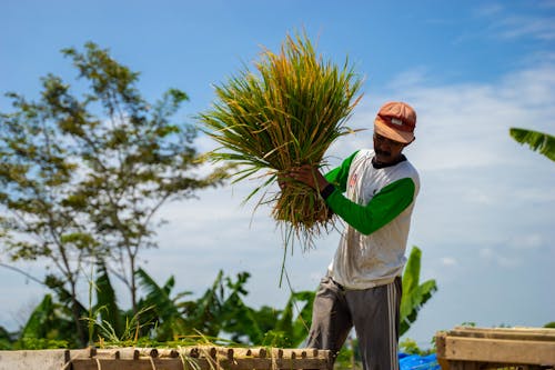 Farmer Hand Threshing Rice