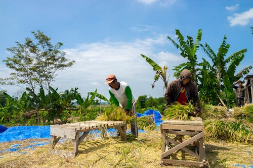 Foto profissional grátis de agricultores, agricultura, arroz gadu