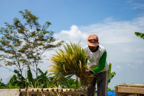 Farmer Holding Plant