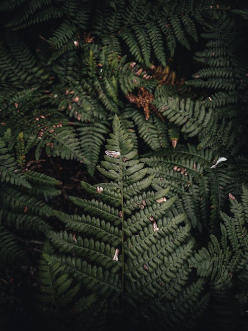 Green Fern Leaves