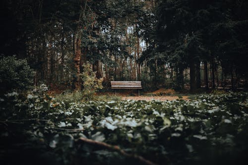 Empty Bench in the Forest
