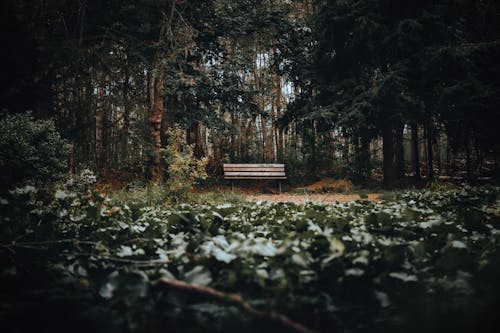 Fotobanka s bezplatnými fotkami na tému flóra, lavička, lesy