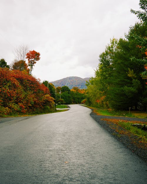 Asphalt Road Surrounded by Forest in Autumn