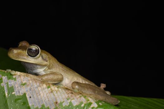 Close-up of a Rosenberg tree frog on a leaf at night in a tropical setting, highlighting its unique features.
