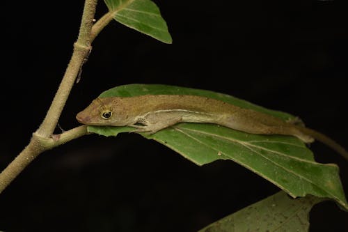 Foto d'estoc gratuïta de boscos tropicals, estirat, fotografia d'animals