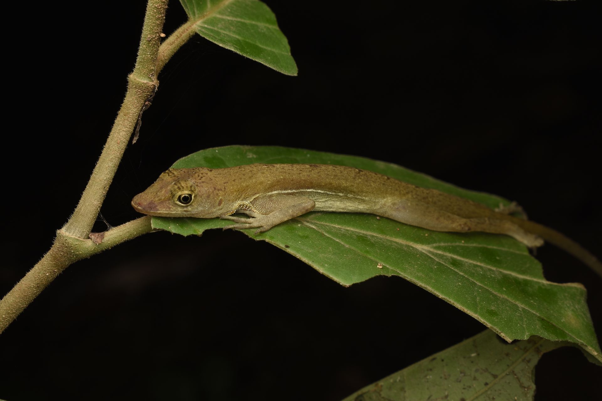 Close-up of a tropical gecko resting on a leaf, showcasing wildlife beauty.