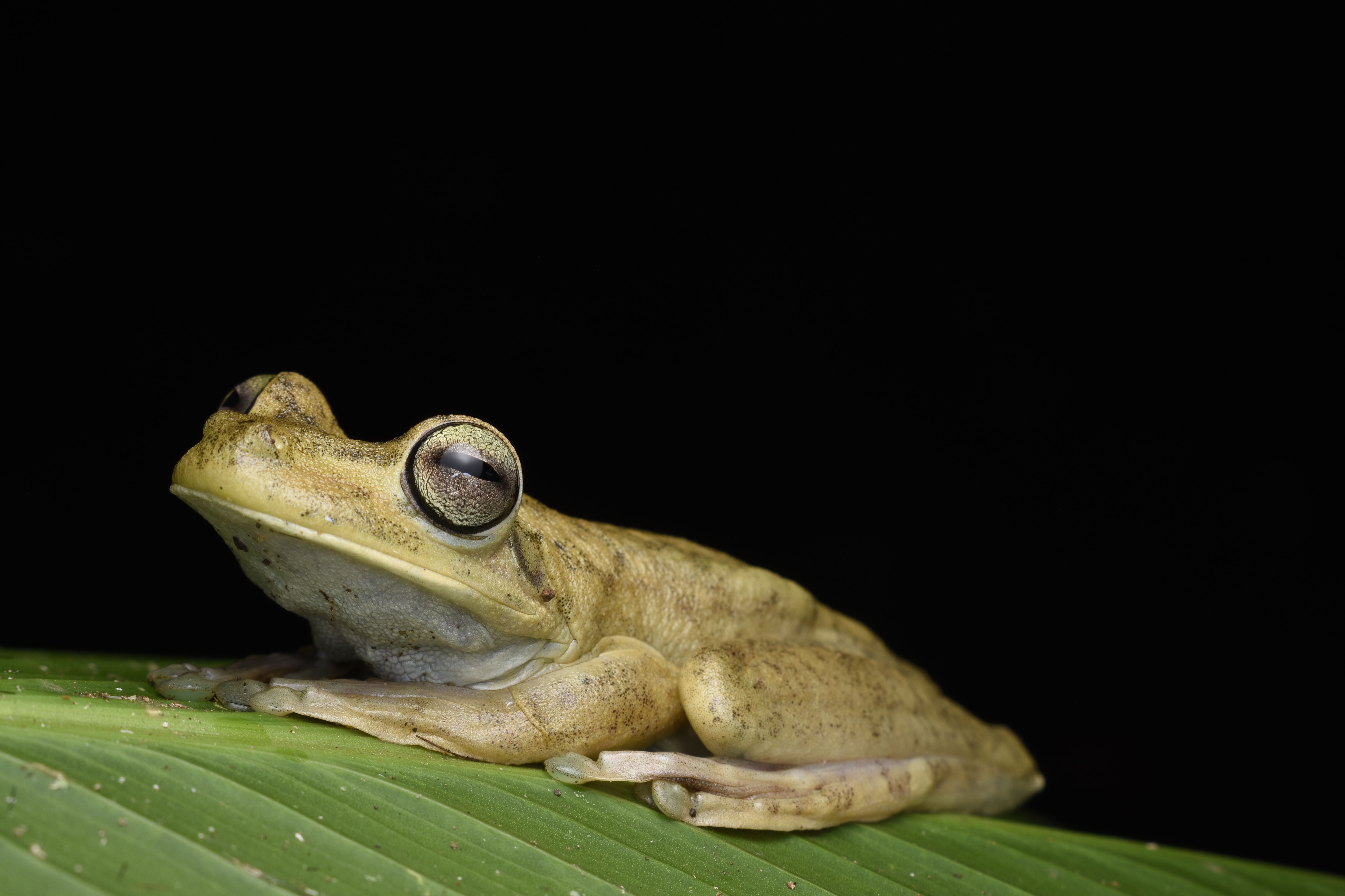 Detailed close-up of a Rosenberg's tree frog resting on a leaf with a black background.