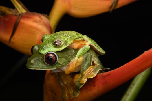 Intimate close-up of two gliding tree frogs in a vibrant nature setting with a black background.