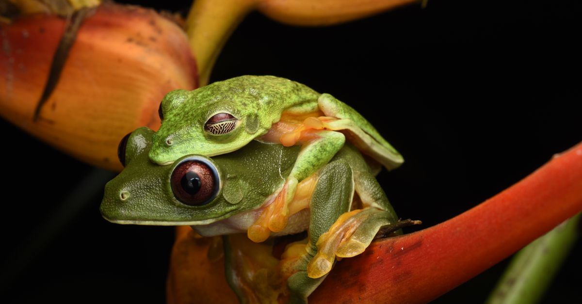 Tree Frog In Flight Close up of Gliding Tree Frogs · Free Stock Photo