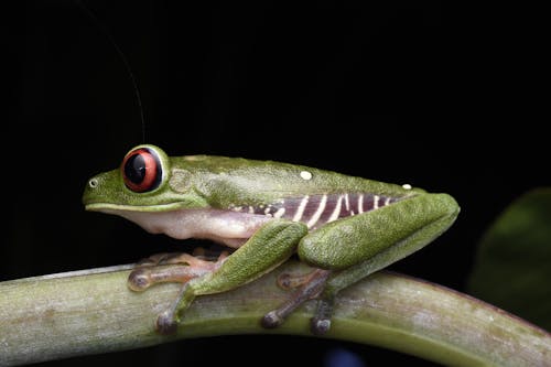 Red-Eyed Tree Frog on a Twig