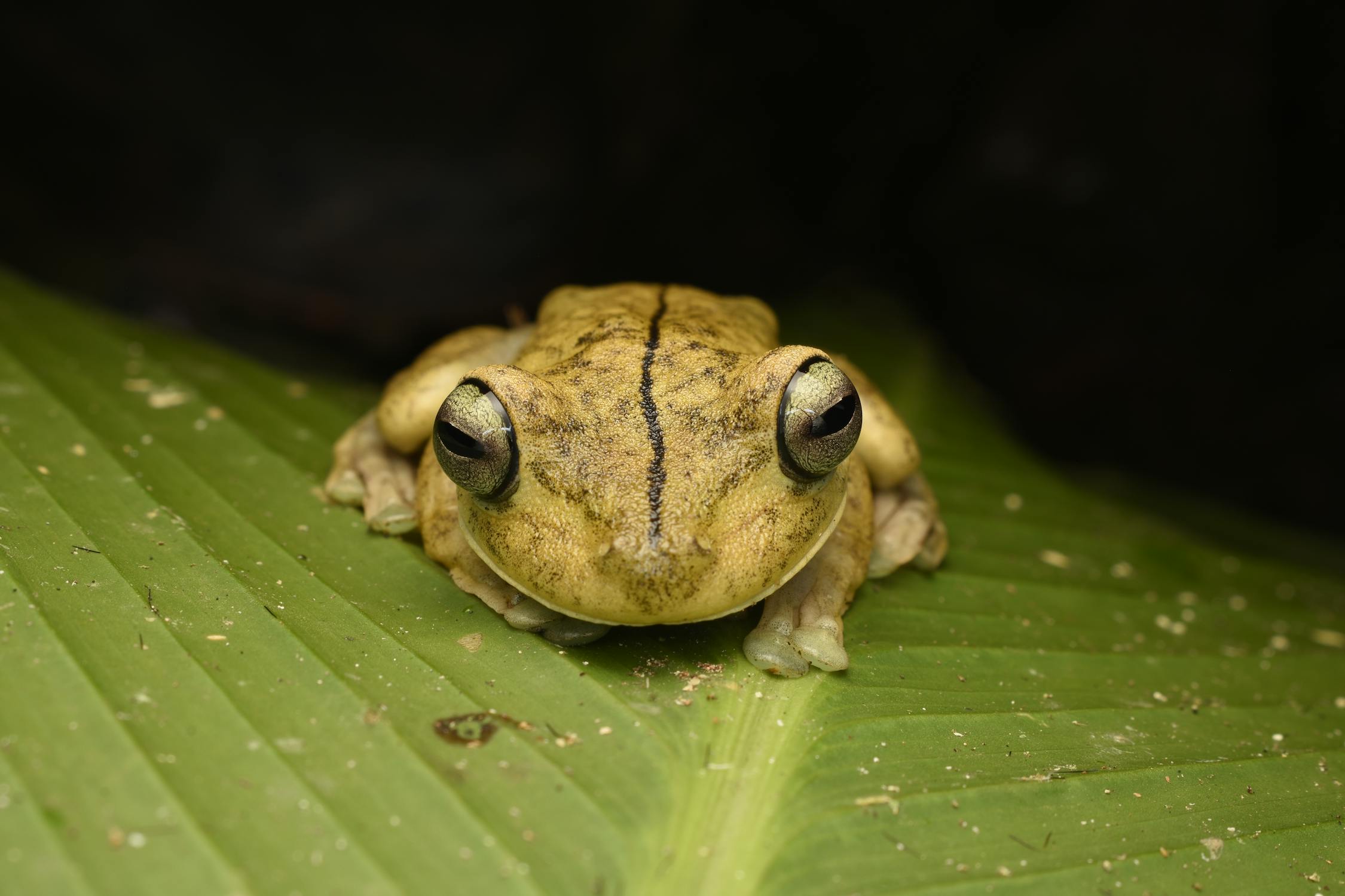 Save The Frogs Ecotours Survey